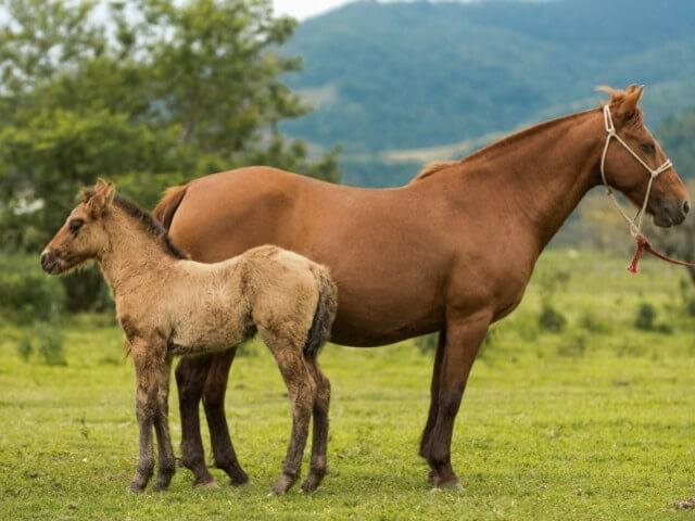 Filhote equino e sua mãe em um campo verde 