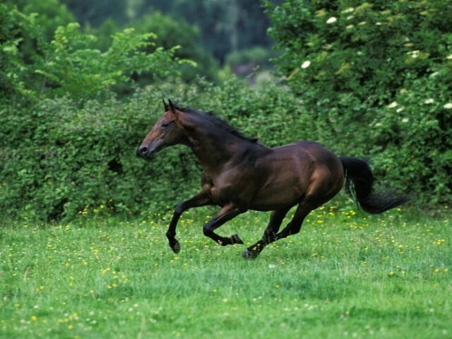 Cavalo puro sangue inglês- pelagem marrom bem escura correndo em um pasto.