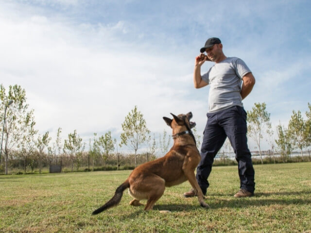 Instrutor de curso de adestramento de cães com um cachorro em um lugar aberto com grama