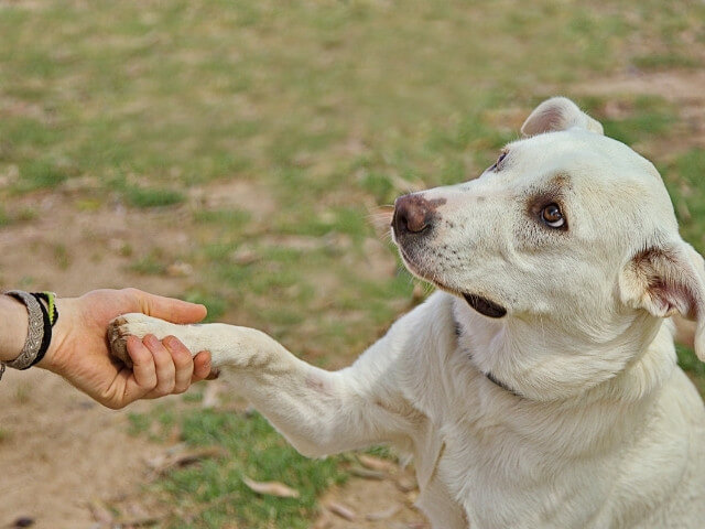 Cachorro com olhar doce dando a pata para um humano
