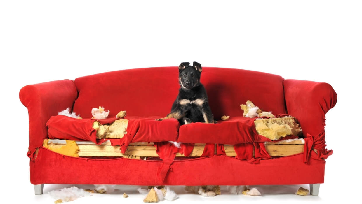 Cachorro deitado em um sofá vermelho todo rasgado - essa Imagem é para destacar o artigo Melhores opções de curso de adestramento de cães online