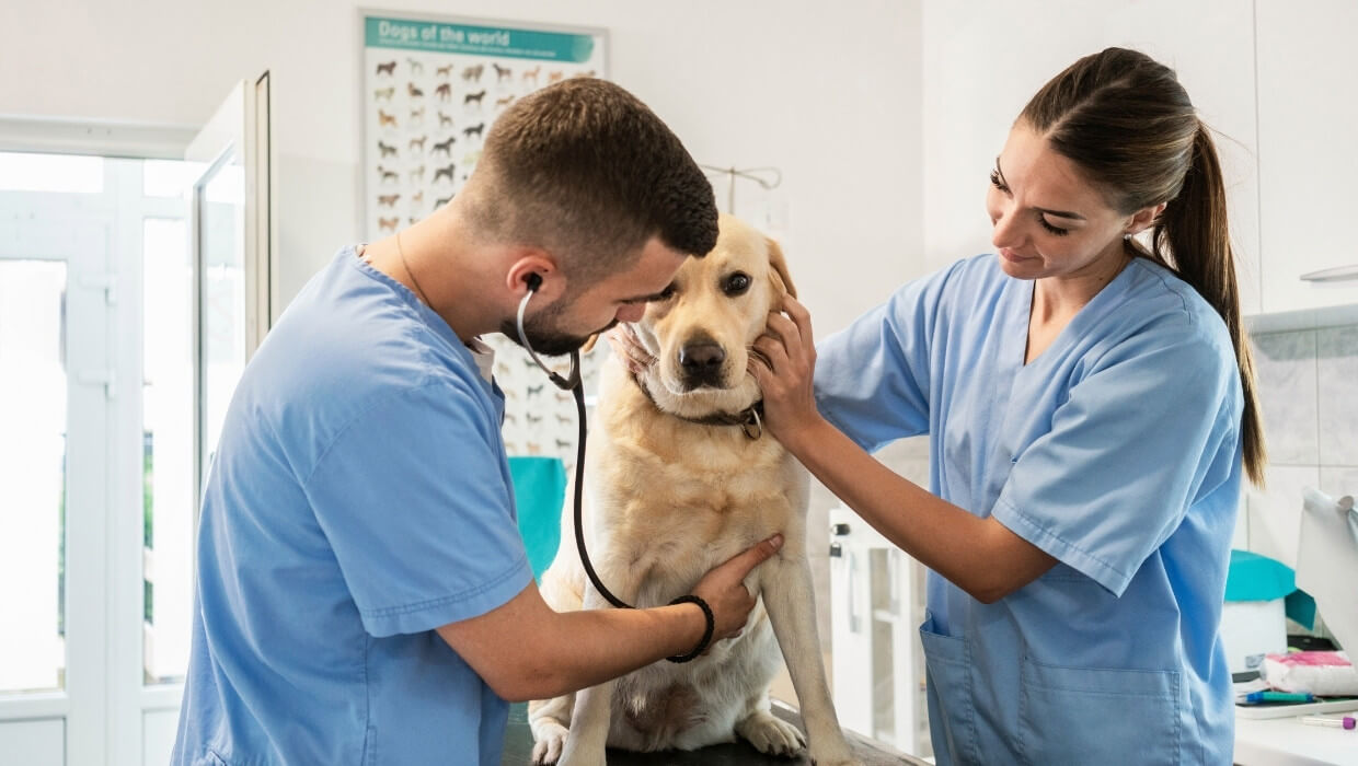 Melhores cursos de auxiliar de veterinário online
