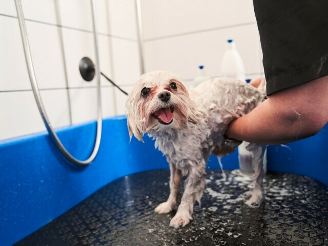 Profissional de banho dando banho em um cachorro branco
