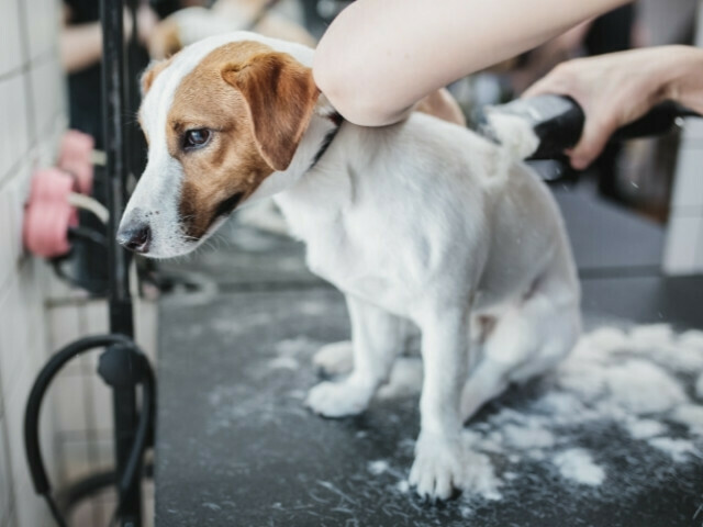 Profissional tosando um cachorro com máquina. Fez o curso de banho e tosa
