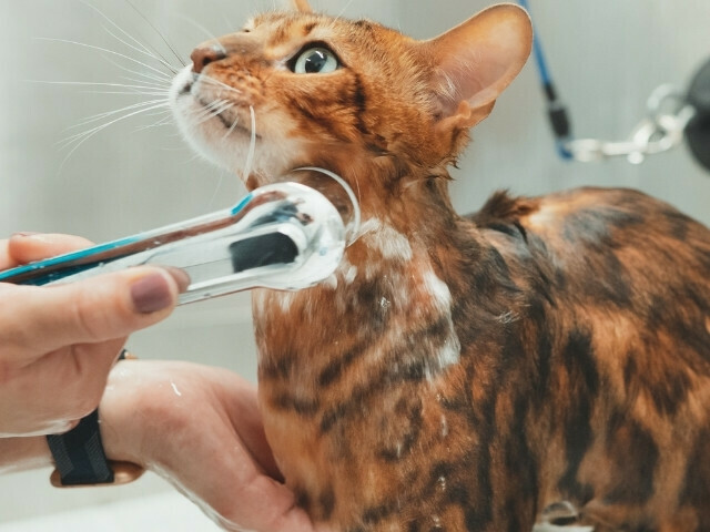 profissional dando banho em um gato no pet shop