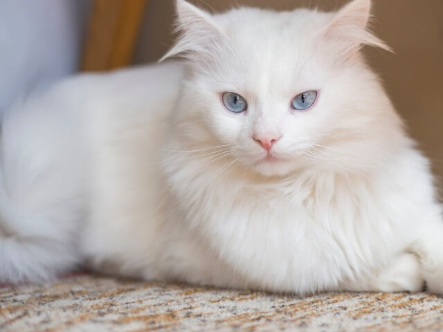 A beleza rara do gato albino e os cuidados que ele precisa