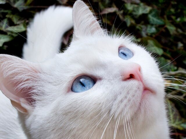 A beleza rara do gato albino e os cuidados que ele precisa